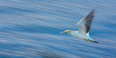 Cape gannet, Bird Island, Lambert's Bay, Western Cape province, South Africa, Africa