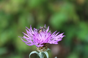 bee on the flower and sucking flower nectar 