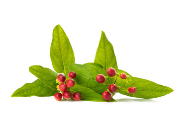 St. John's wort branch with berry