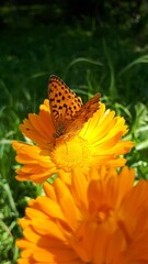 Butterfly on a pot marigold