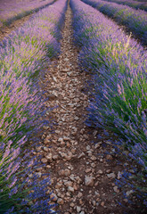 Rows of lavender in a field