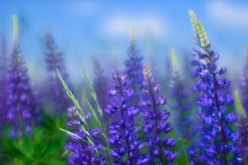 Blue lupine blooming on the background of flowering green meadows and blue sky.