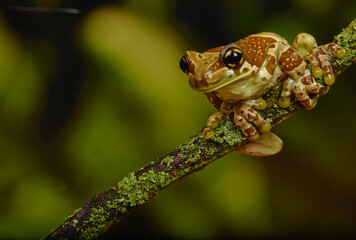 Frog sitting on a branch