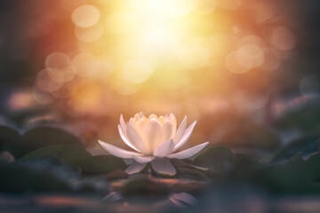 White lotus flower in water with sunshine