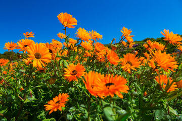 Wildflowers, Lambert's Bay, Western Cape province, South Africa, Africa