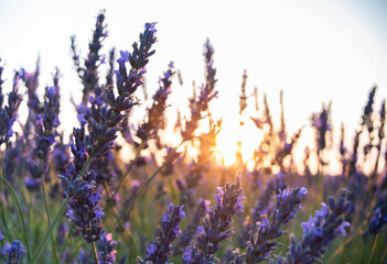 Detail of lavender with the sunset 