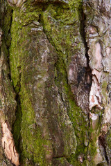 texture of pine bark, macro