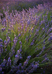 Lavender blowing on a field