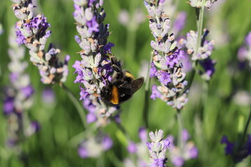 Abeille sur un brin de lavande