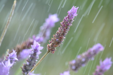 Lavanda