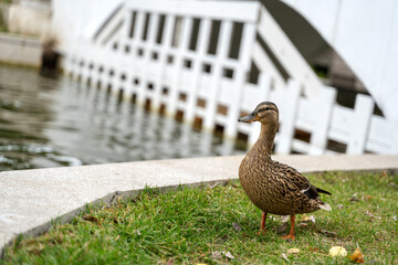 ducks in the Park swim in a pond, people in the background, the background is blurred