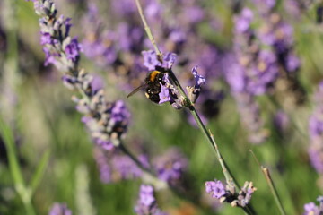 Abeille sur un brin de lavande