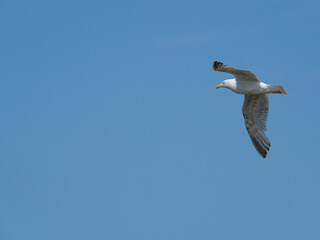 A Herring Gull (Larus argentatus) flying past the RSPB Point Of Ayr hide in Talacre, North Wales.
