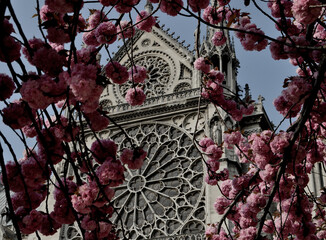 Paris Notre Dame Frühling