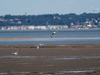 Fototapeta na wymiar A flock of Herring Gulls (Larus argentatus) taking off in Talacre, North Wales, with the River Dee and the Dee Estuary in the background and West Kirby