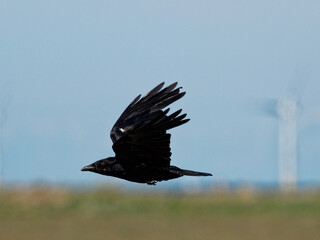 A Carrion crow (Corvus corone) flying past the RSPB Point Of Ayr hide in Talacre, North Wales.