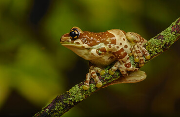 Frog sitting on a branch