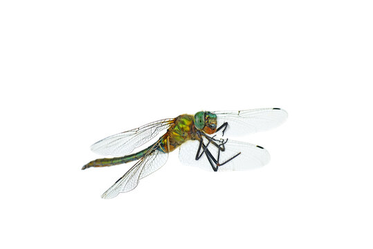 Dead big green dragonfly (Libellula depressa) isolated on a white background