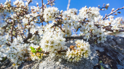 spring flowers on the tree