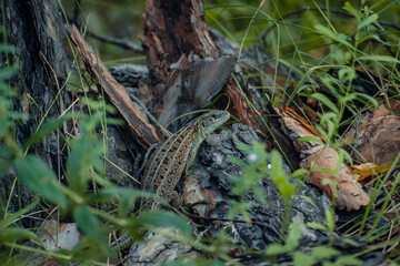 The sand lizard (Lacerta agilis) on a wooden beam in the grass. Green lizard close up.