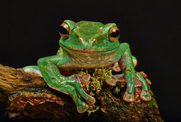 Frog sitting on a branch
