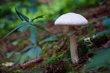 White mushroom of the genus agaricus