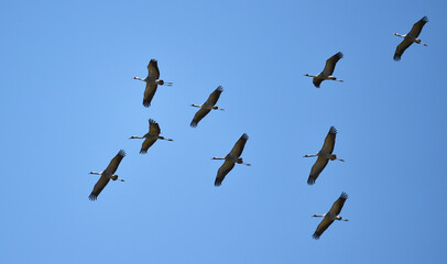 Kraniche fliegen