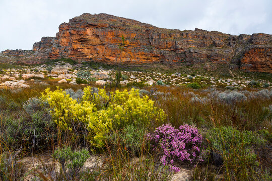 Pakhuis Pass, Wildflowers, Clanwilliam, Cederberg Mountains, Western Cape province, South Africa, Africa
