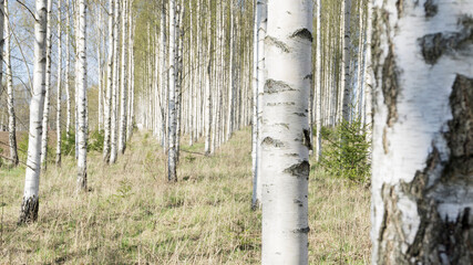Forest of birch trees