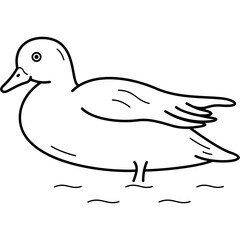 American wigeon