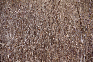 Close-up full frame view of a coastal California wilderness are full of dried out weed plants from the year before