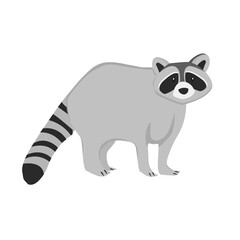 Racoon Illustration