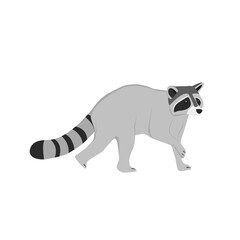 Racoon  Illustration