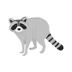 Racoon Illustration
