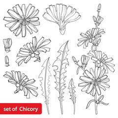 Set of outline Chicory or Cichorium flower, bud and ornate leaves in black isolated on white background.