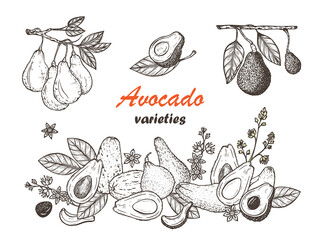 Avocado Varieties Vector set. Hand drawn Different types of Avocados. California tropical fruit. Food frame
