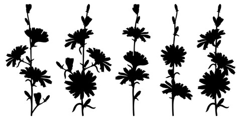 Set of Chicory or Cichorium flower silhouettes, bud and leaves in black isolated on white background. 