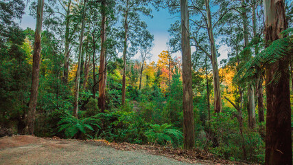 Obraz premium forest in autumn