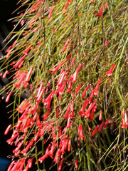 Russelia equisetiformis | Plante corail ou goutte de sang à inflorescence paniculée rouge vif, aux fines branches retombantes portant de minuscules feuilles en spirales 