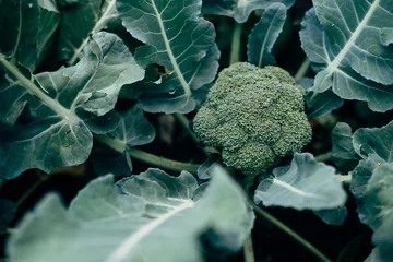 Poster broccoli growing in the garden © Татьяна Палладина