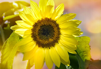 Tournesol au soleil couchant