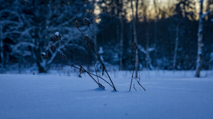 snow covered plant in winter