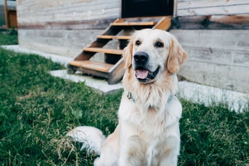 Golden Retriever sitting in the yard