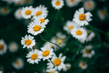 Lots of white daisies close up