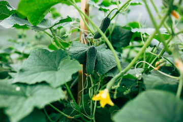 young cucumbers in the garden