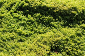Mousse sur des rochers de la Côte de granite Rose en Bretagne