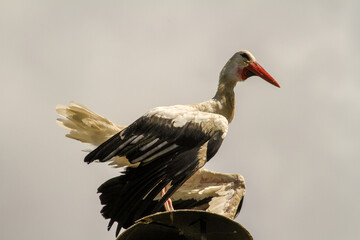 
Storks in the nest