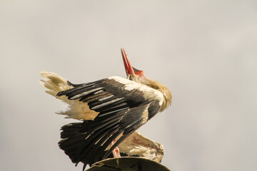 
Storks in the nest
