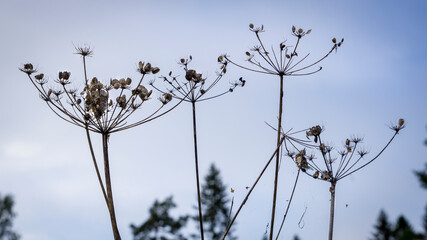 Plant toward the sky