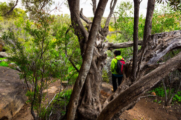 Fototapeta premium Sevilla Bushman Rock Art Trail, Clanwilliam, Cederberg Mountains, Western Cape province, South Africa, Africa
